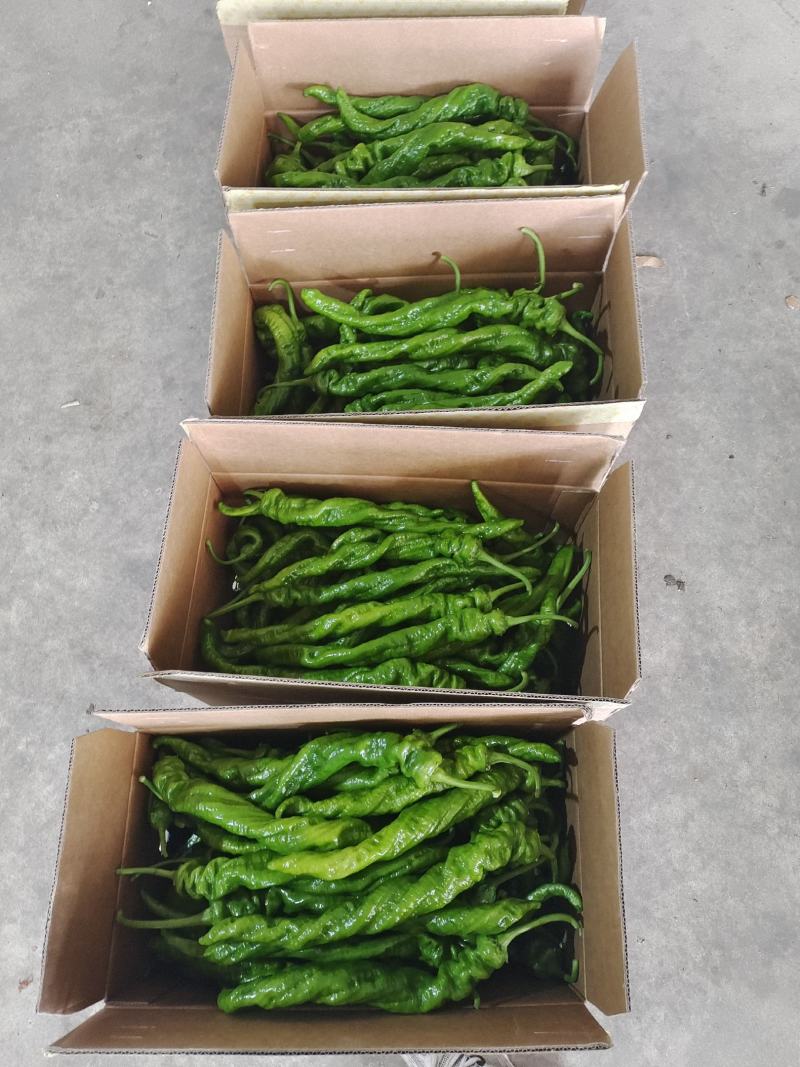 精品螺丝椒，产地直供，品质有保证，可视频验货