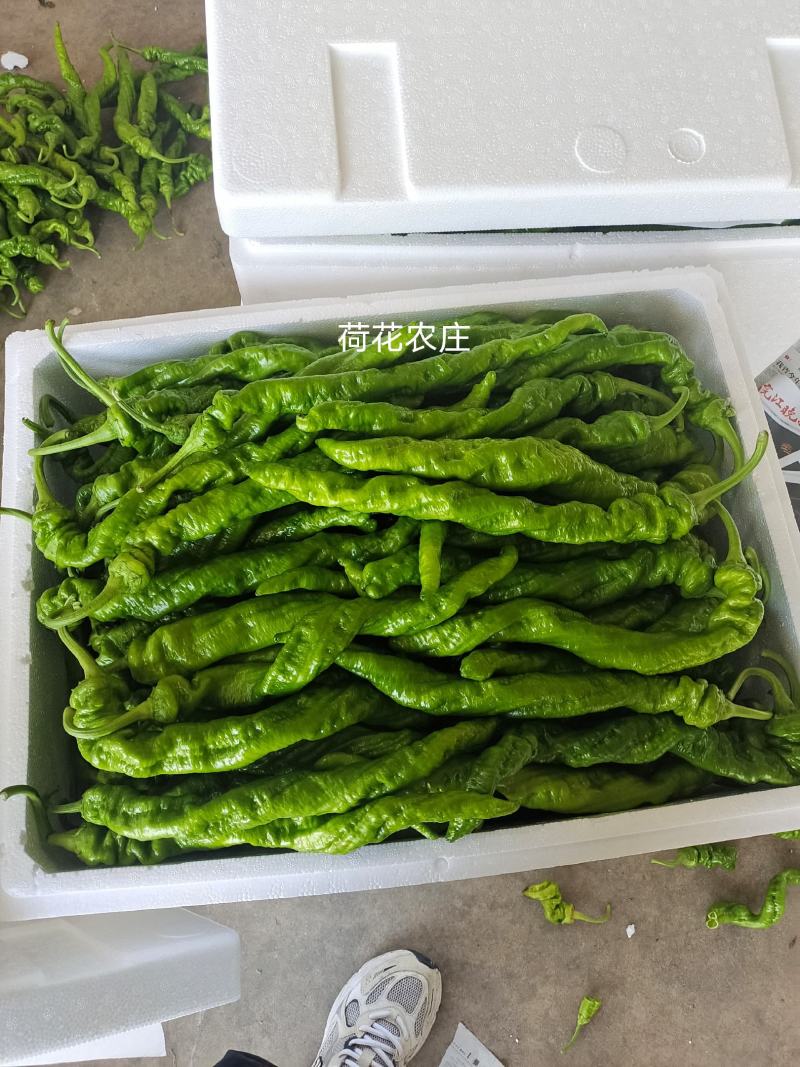 精品螺丝椒，产地直供，品质有保证，可视频验货