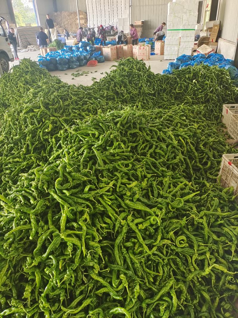 精品螺丝椒，产地直供，品质有保证，可视频验货
