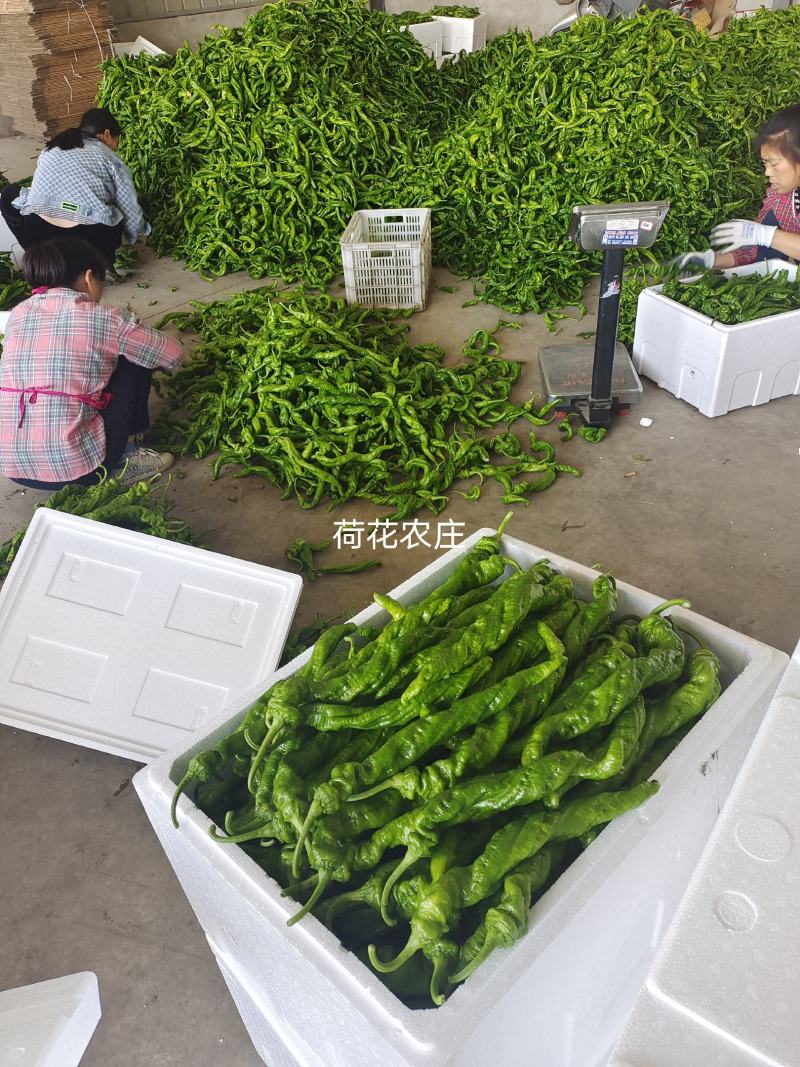 精品螺丝椒，产地直供，品质有保证，可视频验货