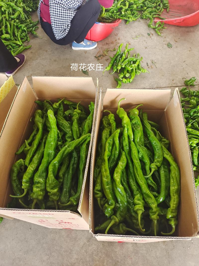 精品螺丝椒，产地直供，品质有保证，可视频验货
