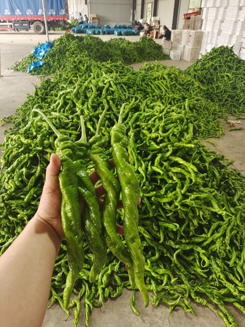 精品螺丝椒，产地直供，品质有保证，可视频验货