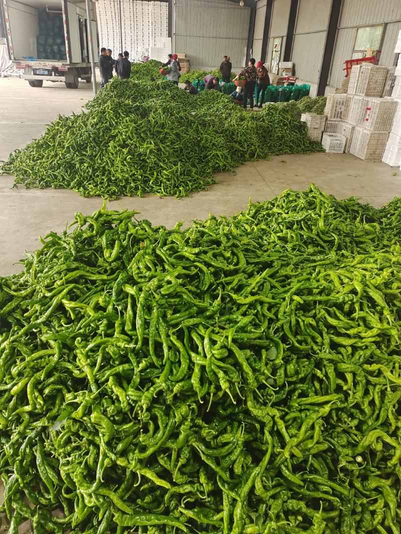 精品螺丝椒，产地直供，品质有保证，可视频验货