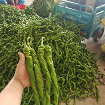 安徽精品螺丝椒，大棚种植，现采现摘，欢迎采购