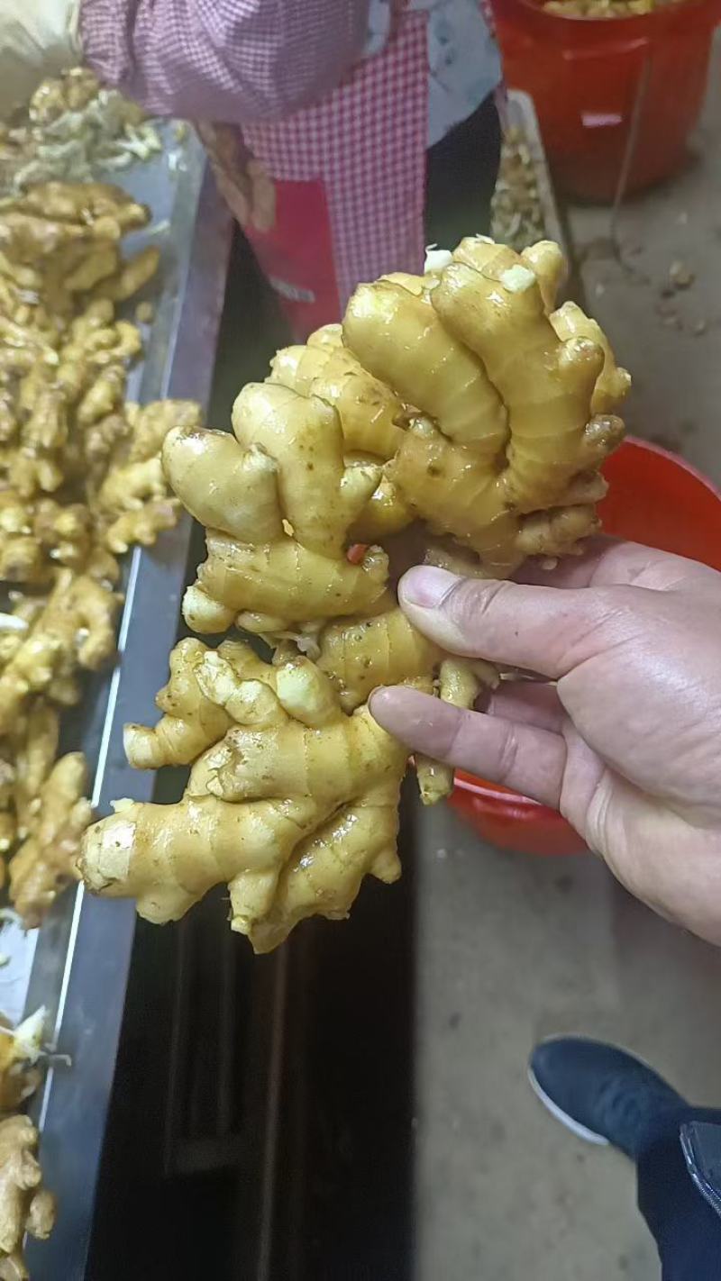 山东生姜，鲜姜产地，块大肉肥，质量保证，代存代收代发