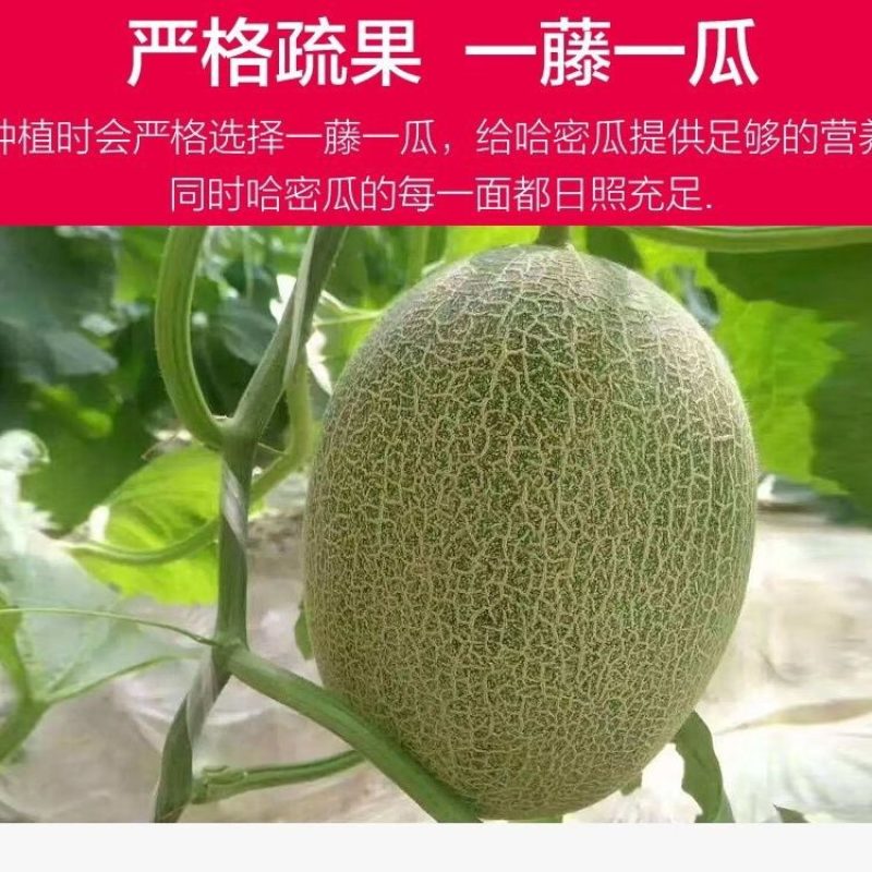 海南晓蜜25号哈密瓜特甜对接全国批发市场电商平台