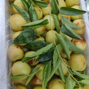 大荔冬枣