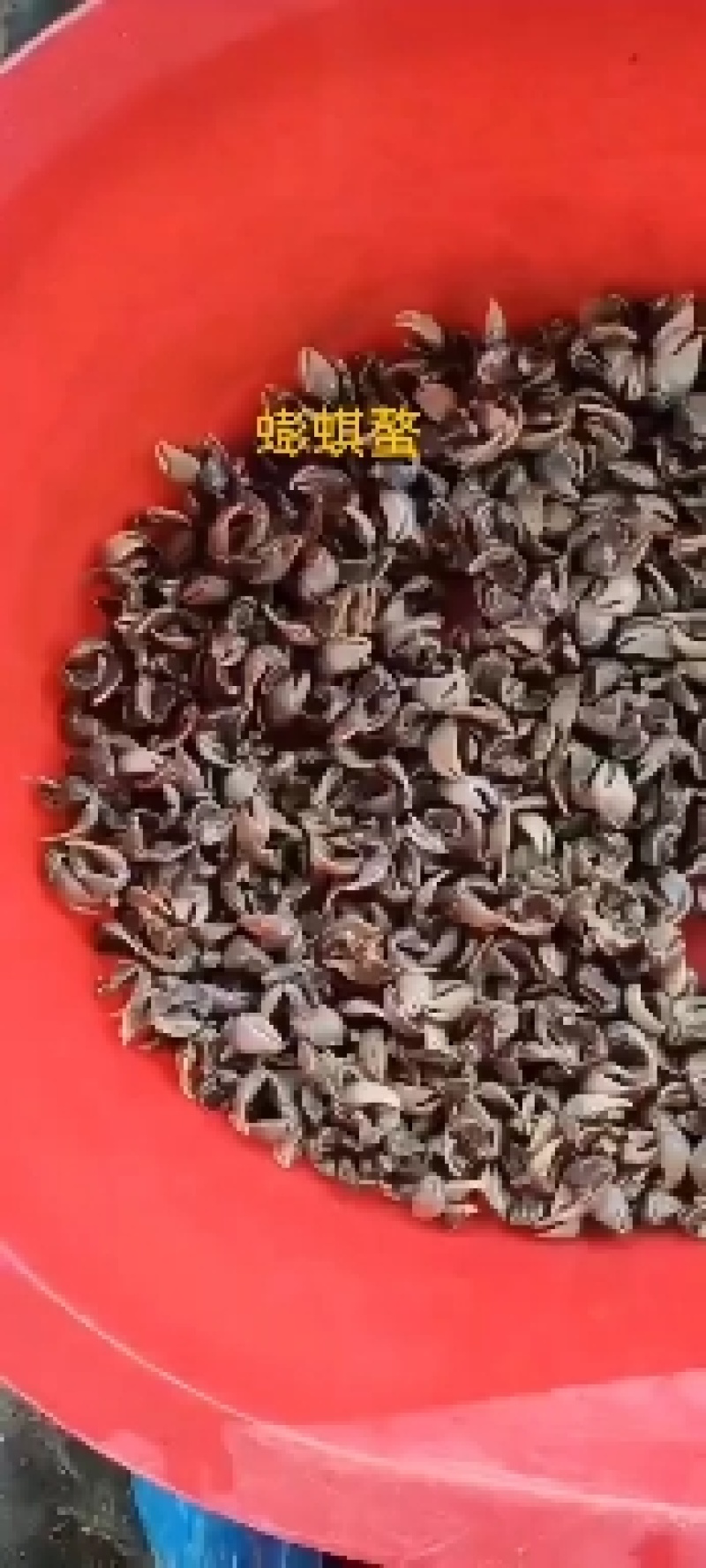 蟛蜞，将军蟹，嘟噜蟹