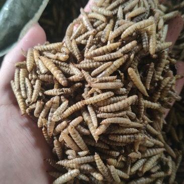 黑水虻微波干虫