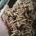 黑水虻微波干虫
