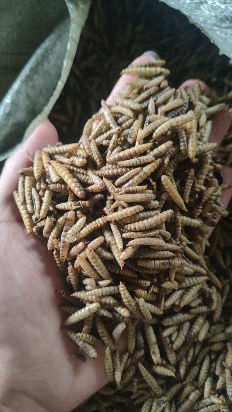 黑水虻微波干虫