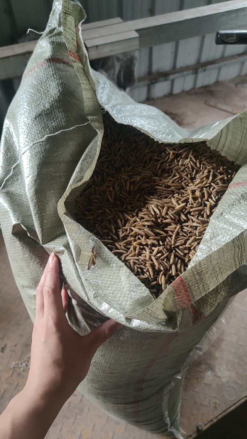 黑水虻微波干虫