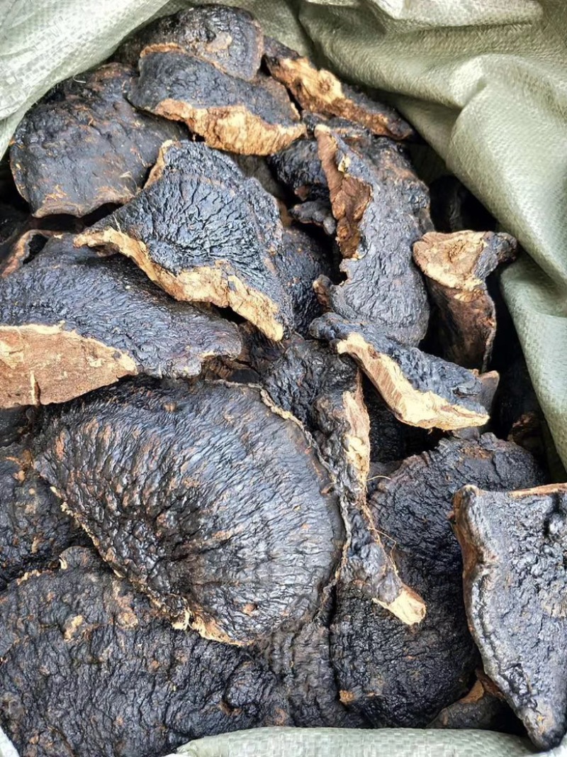 野生薄树芝灵芝薄盖黑芝整个一手货源稳定供货