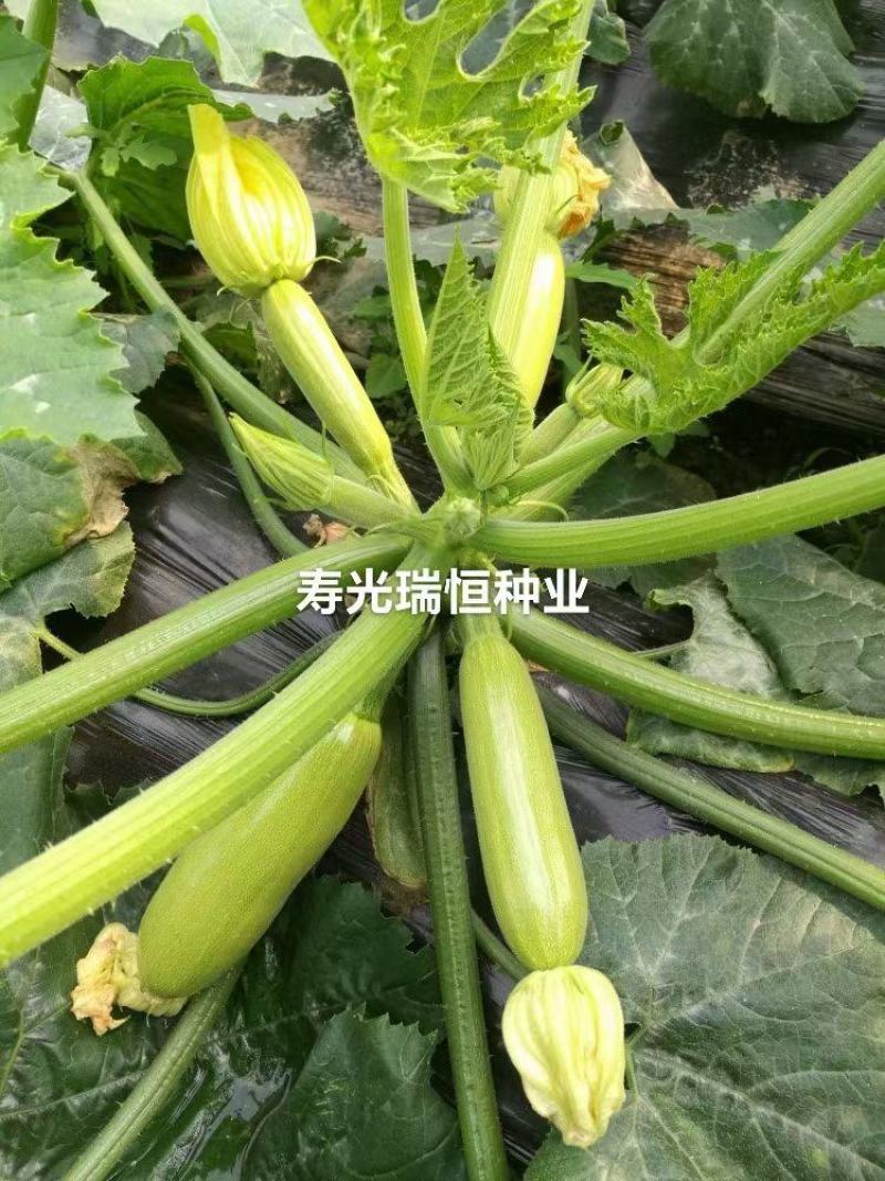 西葫芦种子苗子油葫芦苗角瓜苗产地直发欢迎选购