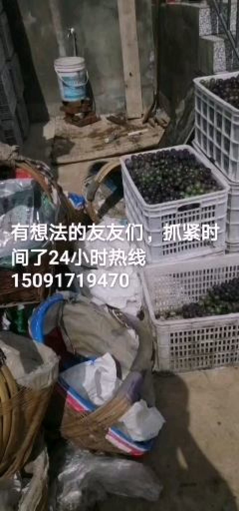 罐头厂无籽巨峰葡萄大量供应