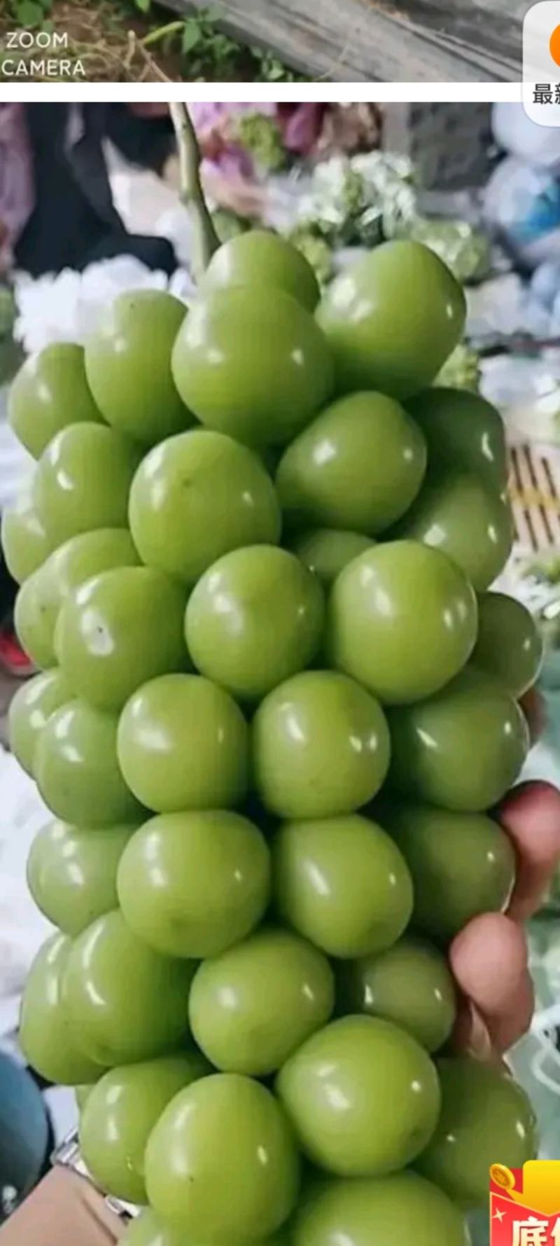阳光玖瑰