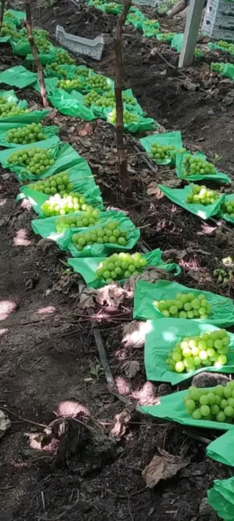 阳光玖瑰