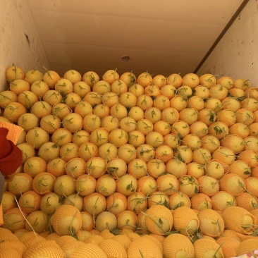 瓜州西湖金色年华哈密瓜脆果肉多耐运输精品二瓜