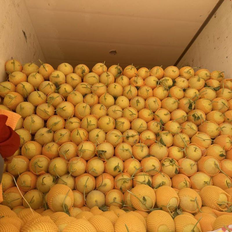 瓜州西湖金色年华哈密瓜脆果肉多耐运输精品二瓜