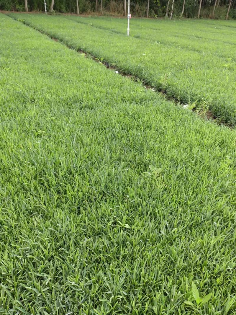 地被石竹基地直销，大量供应，可实地看货，一手货源。