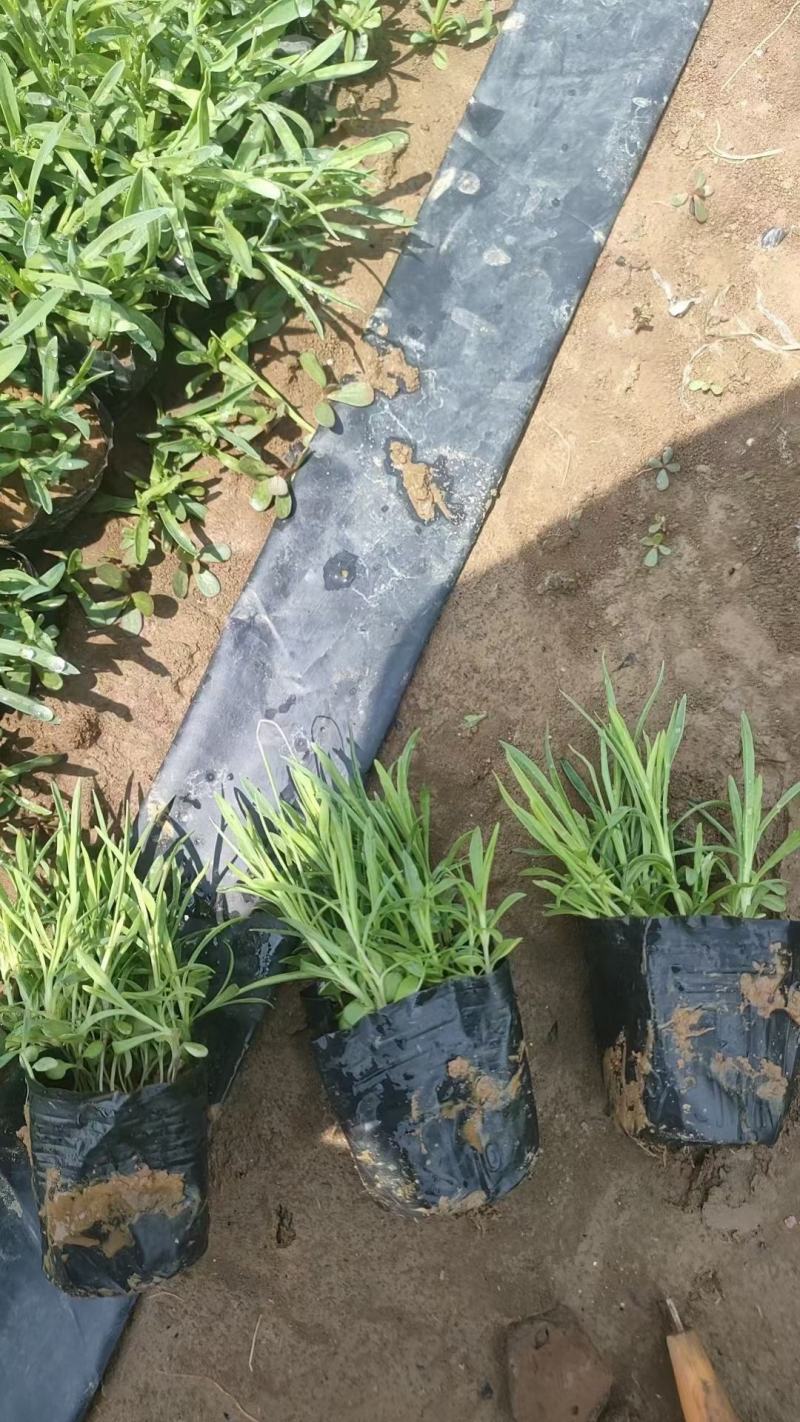 地被石竹基地直销，大量供应，可实地看货，一手货源。