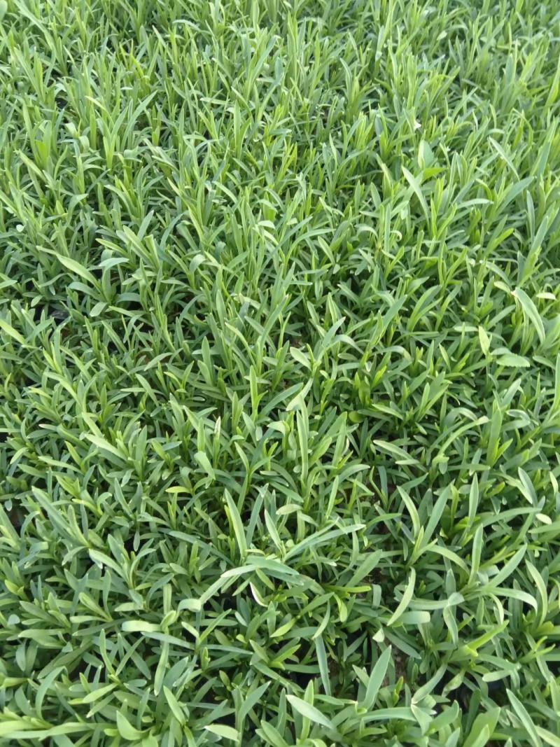 地被石竹基地直销，大量供应，可实地看货，一手货源。