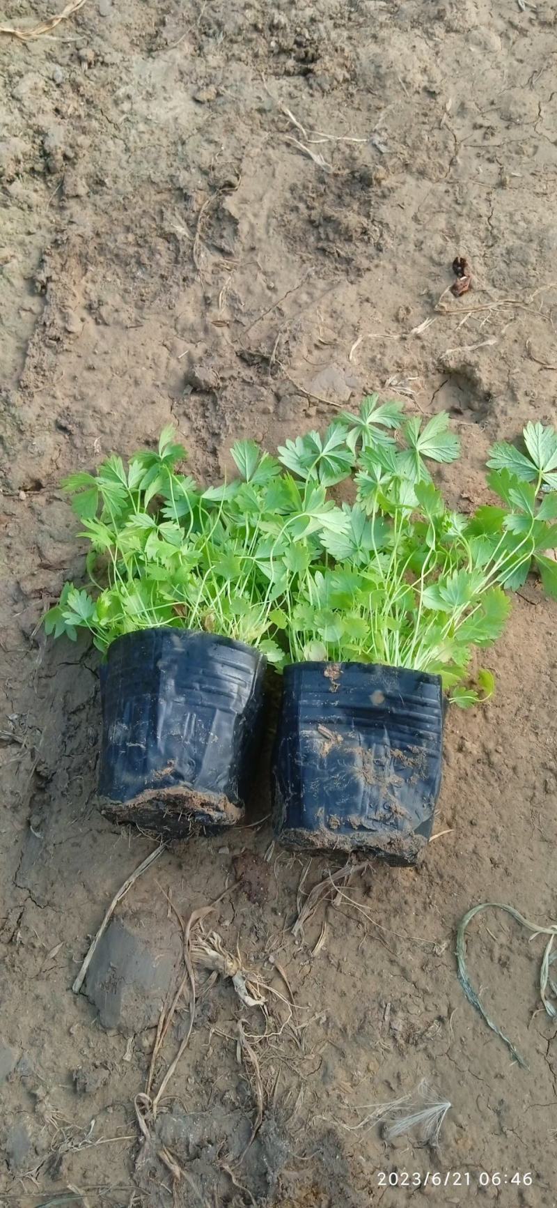 五叶委陵菜基地直销，大量供应，可实地看货，一手货源。