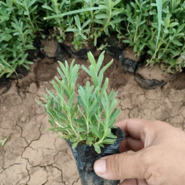 薰衣草基地直销，大量供应，可实地看货，一手货源。