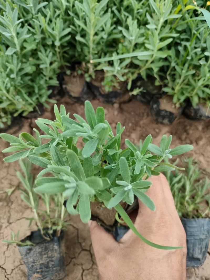 薰衣草基地直销，大量供应，可实地看货，一手货源。
