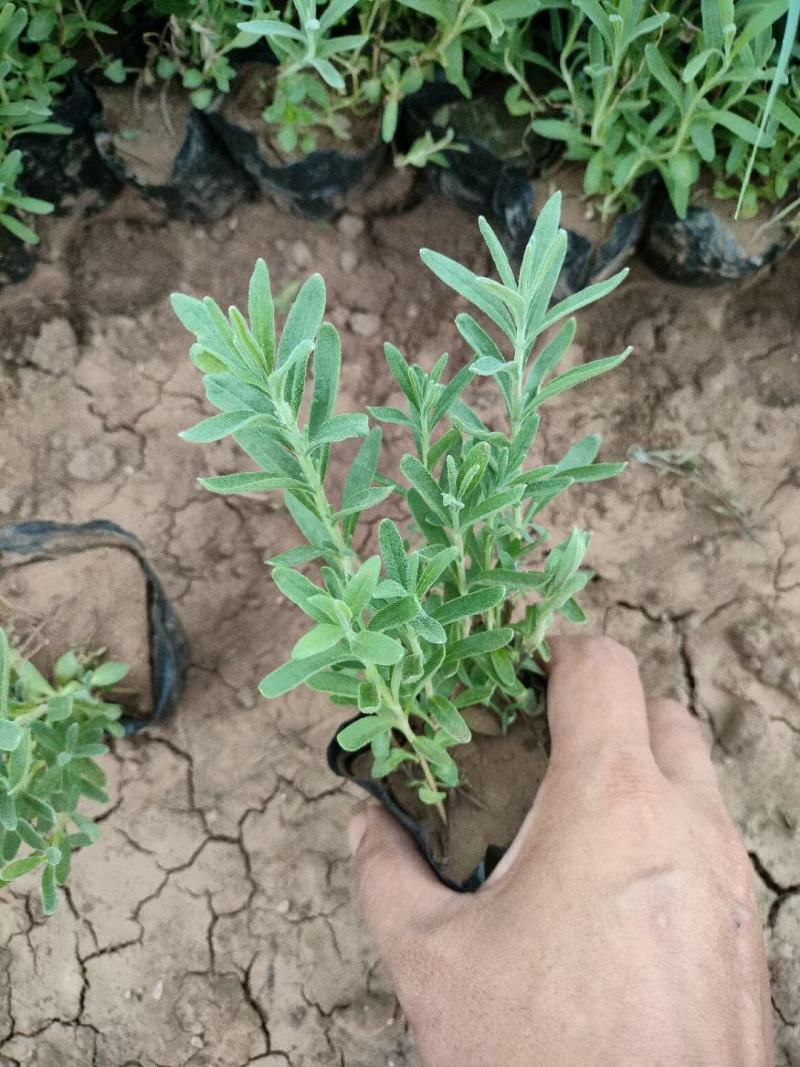 薰衣草基地直销，大量供应，可实地看货，一手货源。