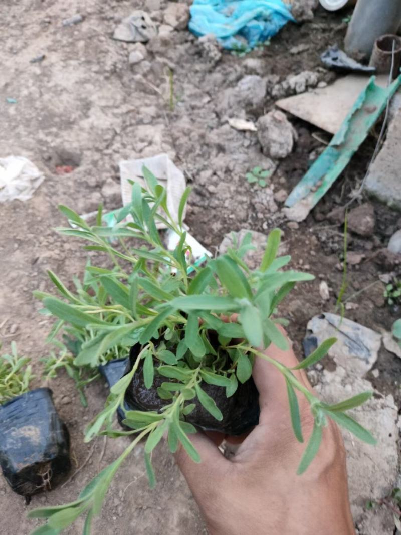 薰衣草基地直销，大量供应，可实地看货，一手货源。