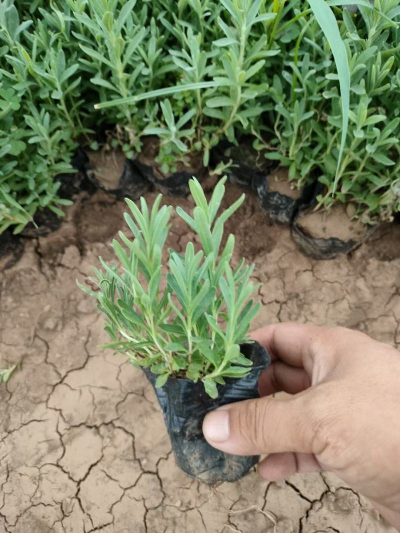 薰衣草基地直销，大量供应，可实地看货，一手货源。