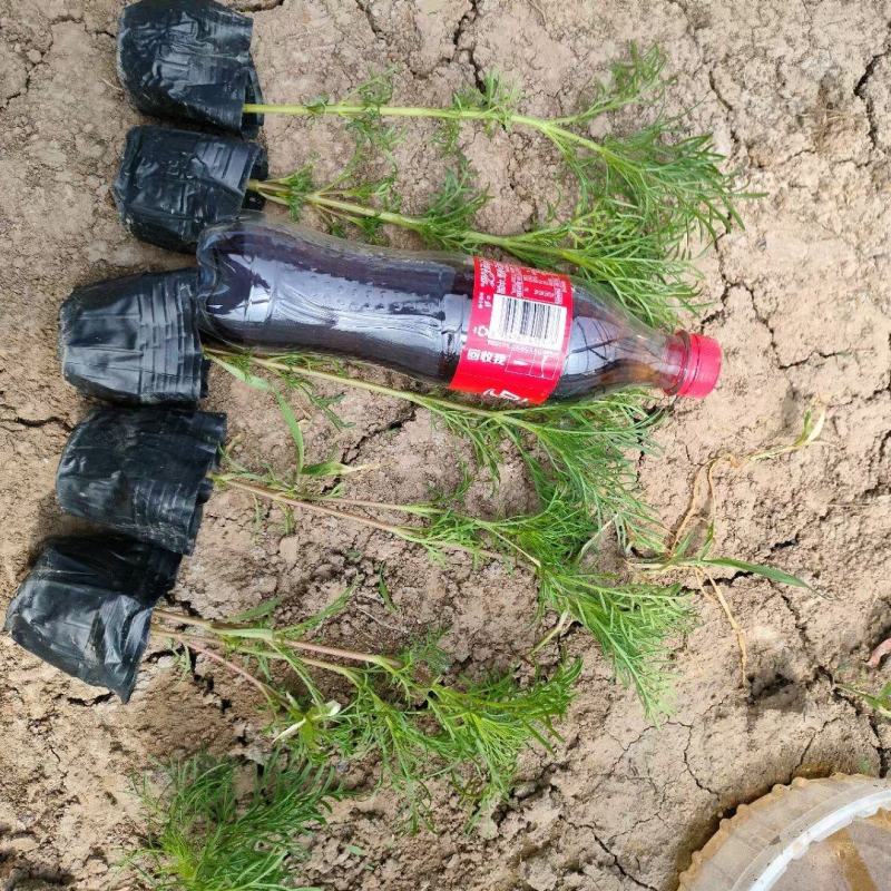 波斯菊基地直销，大量供应，可实地看货，一手货源。