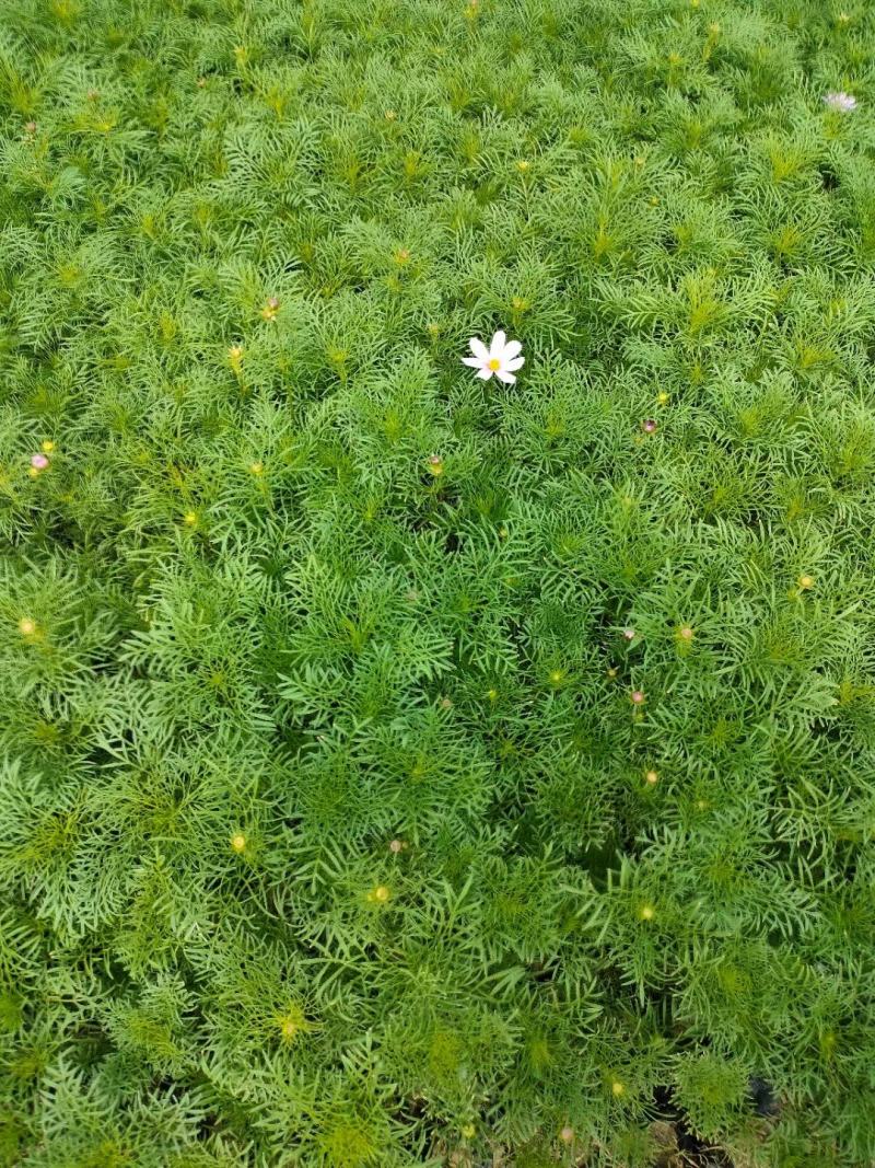 波斯菊基地直销，大量供应，可实地看货，一手货源。