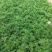 波斯菊基地直销，大量供应，可实地看货，一手货源。