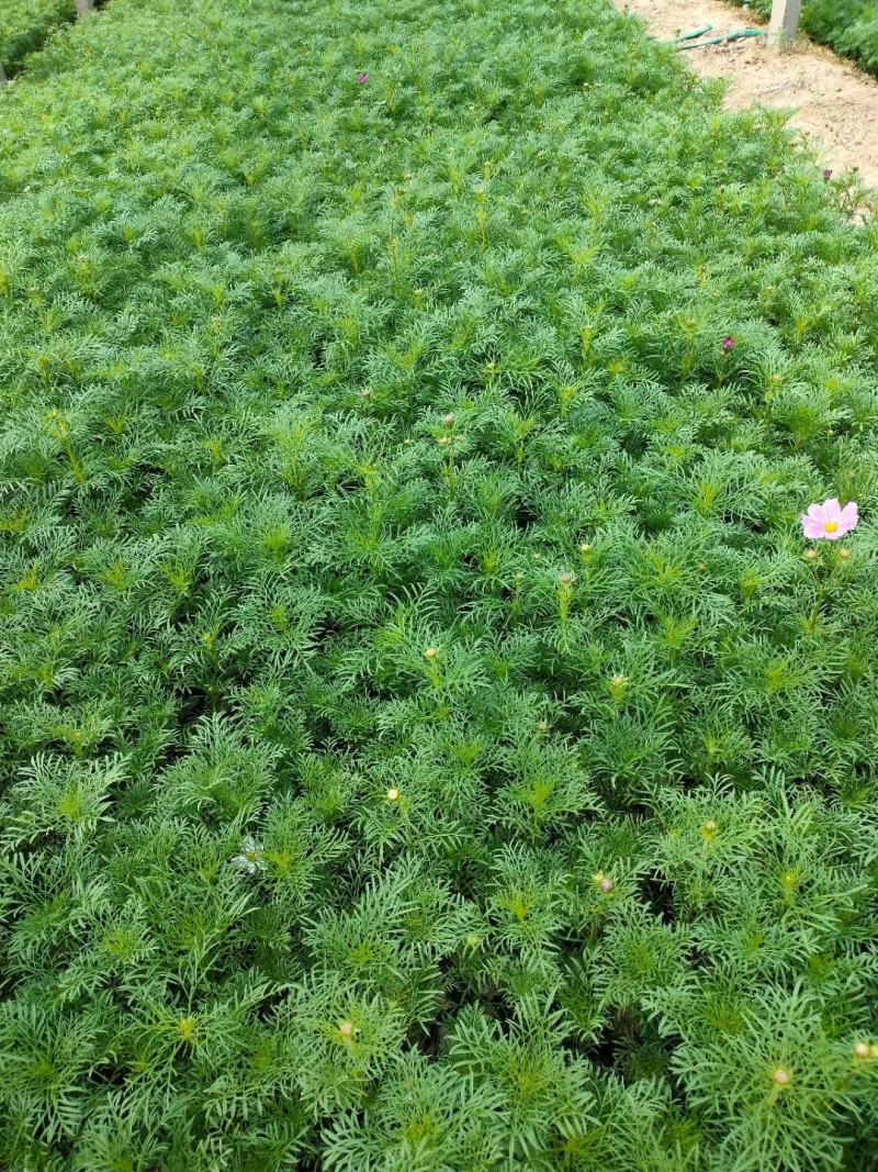 波斯菊基地直销，大量供应，可实地看货，一手货源。