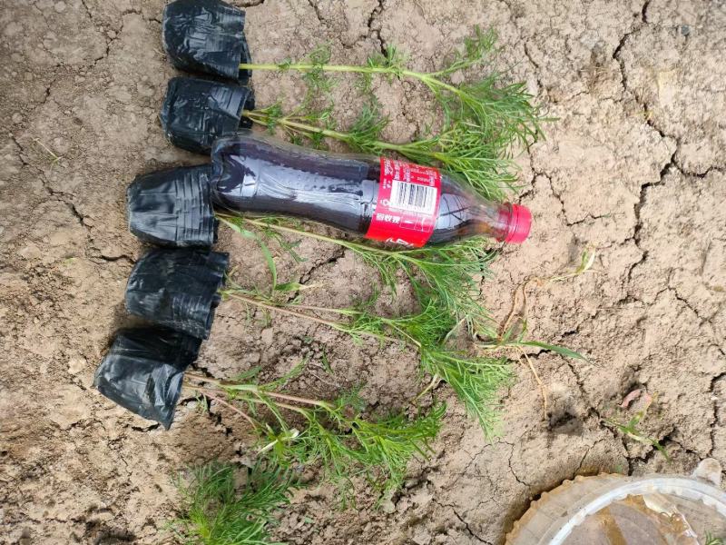 波斯菊基地直销，大量供应，可实地看货，一手货源。