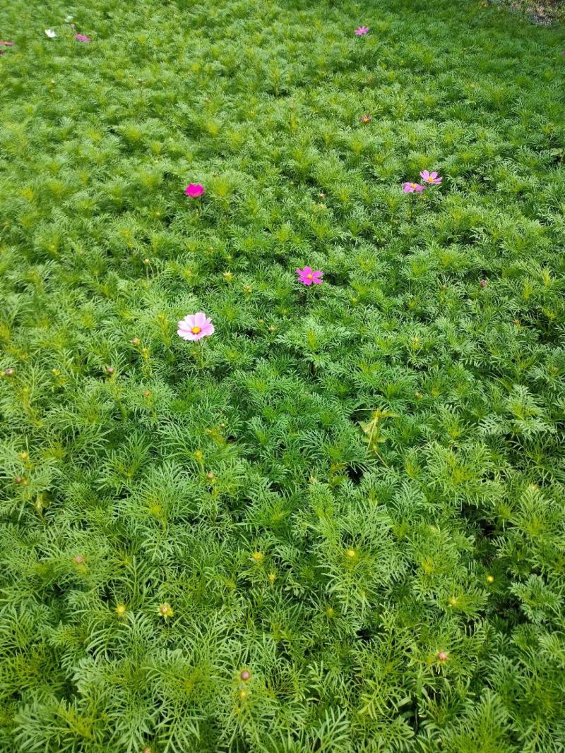 波斯菊基地直销，大量供应，可实地看货，一手货源。