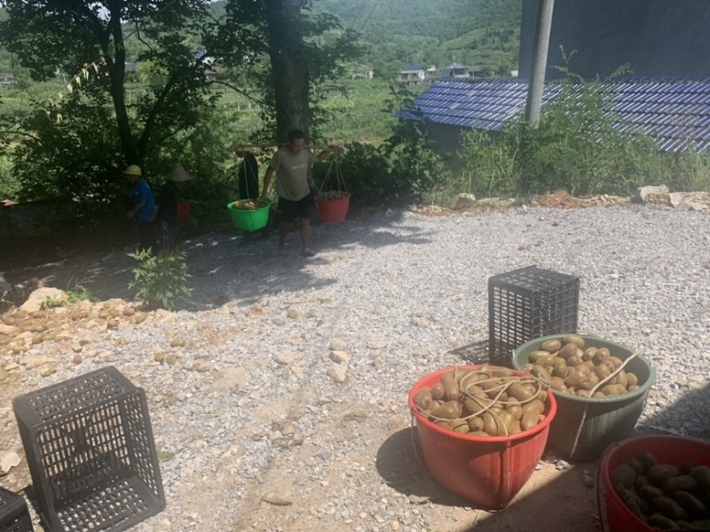 湘西米粮一号绿心猕猴桃，专业代办十年，长期供货