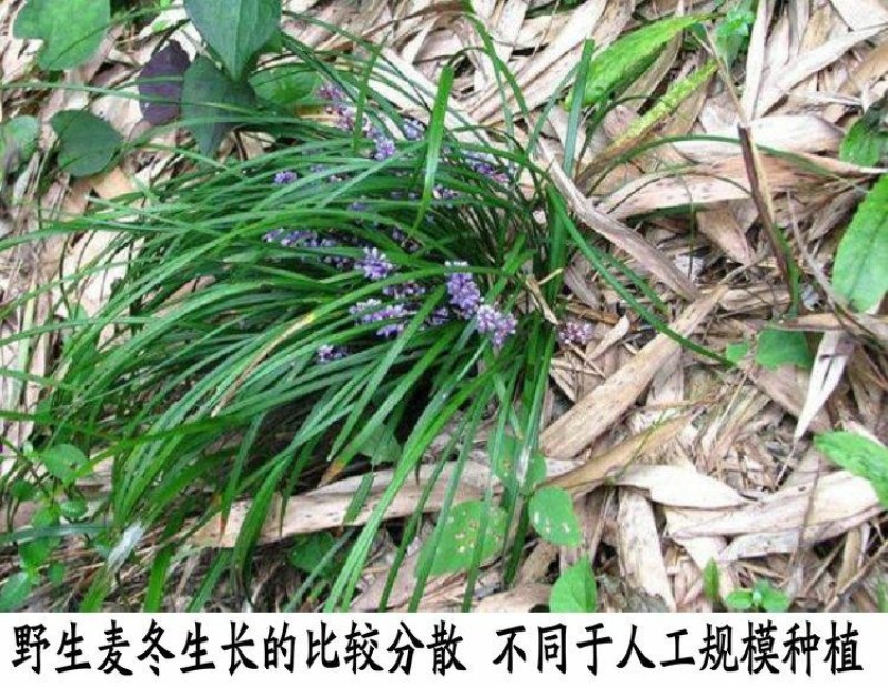 神农架野生麦冬5OO克***无硫中药材可配王竹泡水麦冬喝