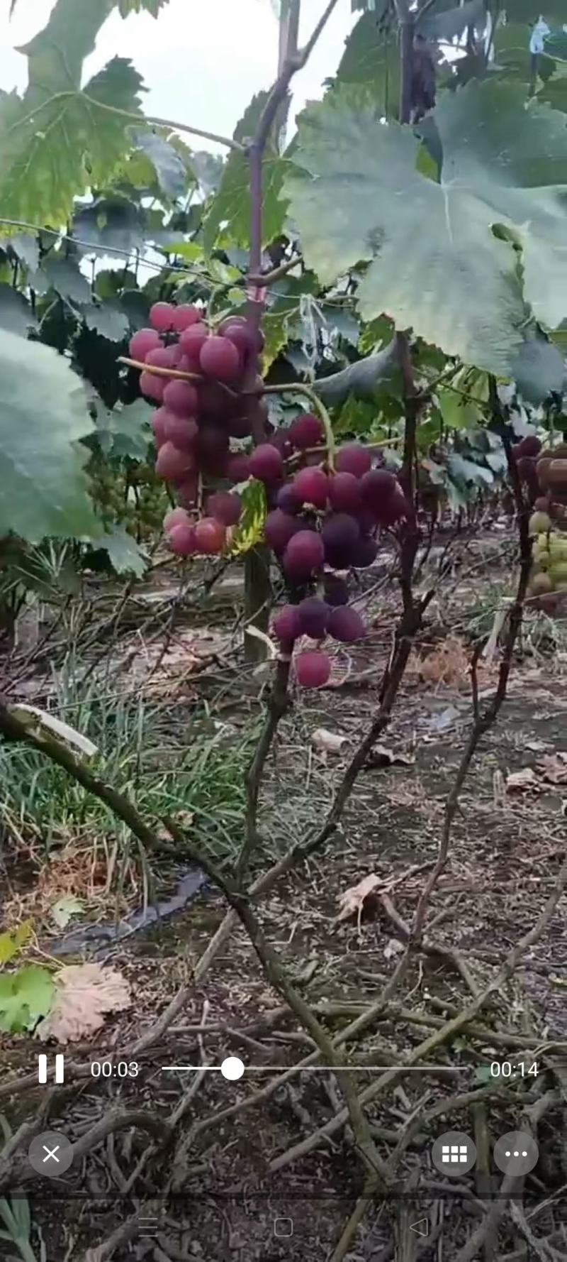 葡萄，巨峰，红富士，阳光玫瑰，提子