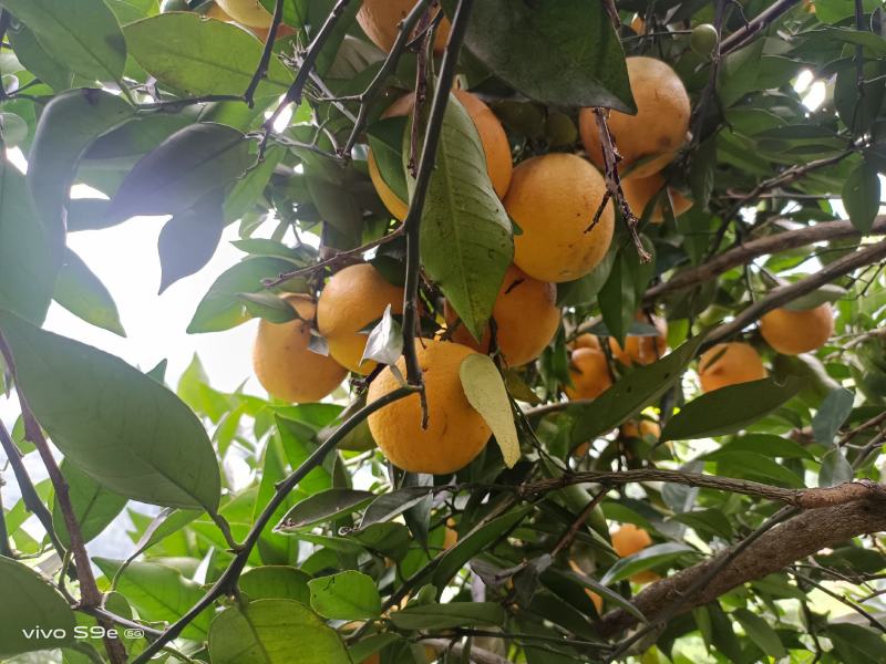 湖北橙子、优质夏橙鲜嫩多汁、一手货源、支持视频看货