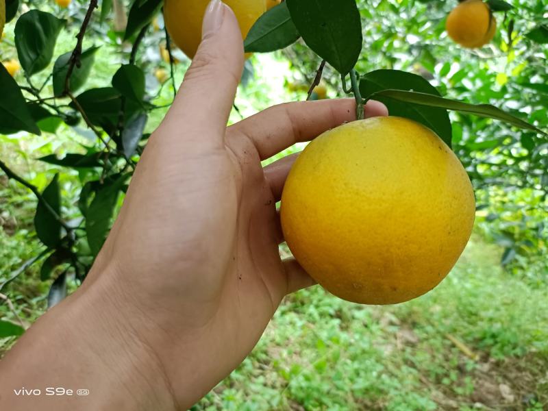湖北橙子、优质夏橙鲜嫩多汁、一手货源、支持视频看货