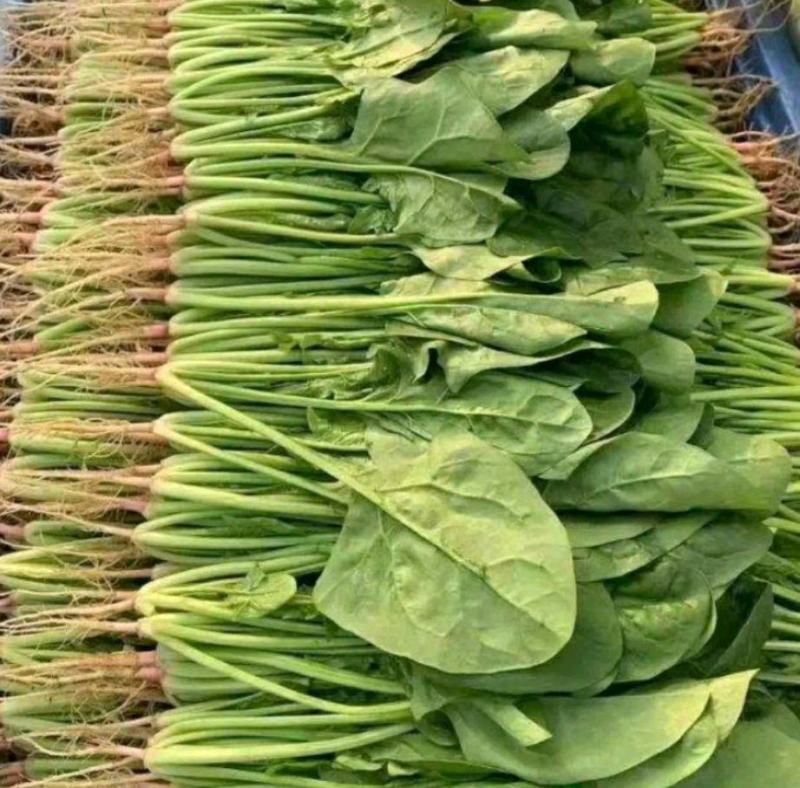 山东大叶菠菜圆叶菠菜天天有好货代发全国各地品质保障