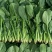 山东大叶菠菜圆叶菠菜天天有好货代发全国各地品质保障