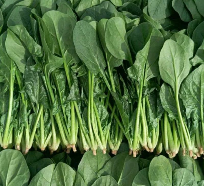 山东大叶菠菜圆叶菠菜天天有好货代发全国各地品质保障