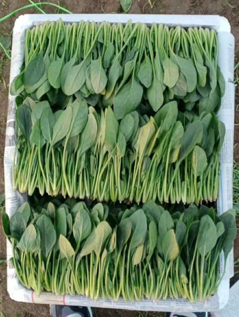 山东大叶菠菜圆叶菠菜天天有好货代发全国各地品质保障