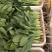 山东大叶菠菜圆叶菠菜天天有好货代发全国各地品质保障