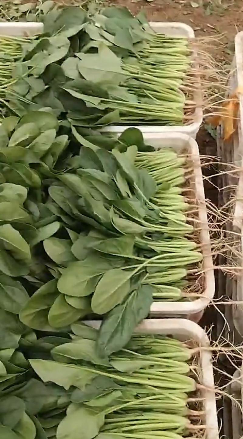 山东大叶菠菜圆叶菠菜天天有好货代发全国各地品质保障