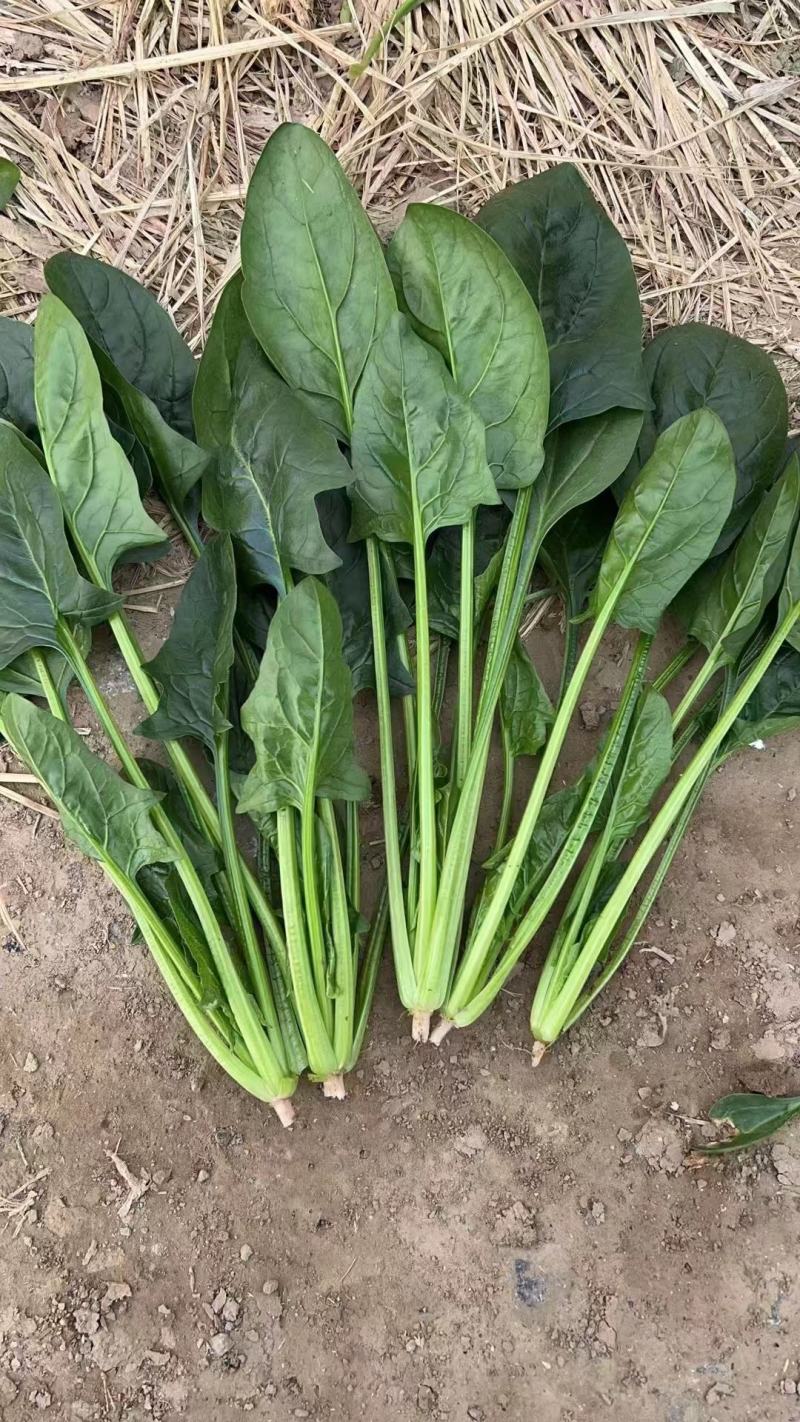 山东大叶菠菜圆叶菠菜天天有好货代发全国各地品质保障